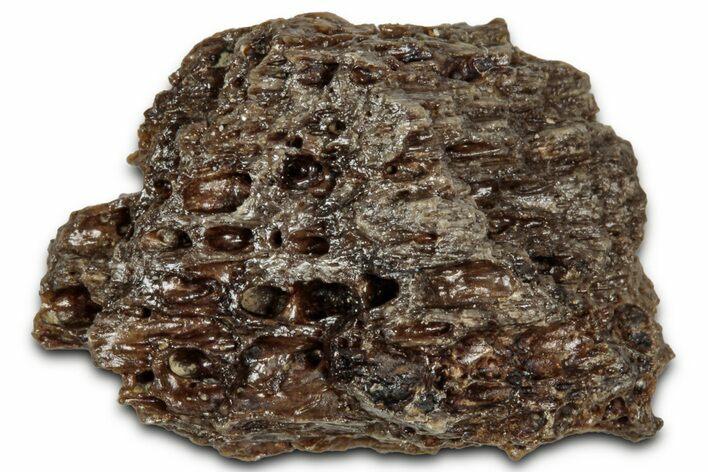 Fossil Tyrannosaur (T rex) Bone Section - Wyoming #352736